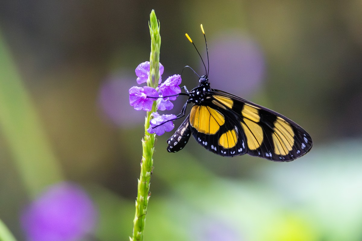 Confusa Tigerwing - ML646072411