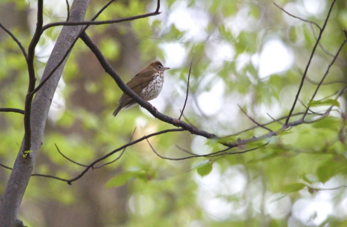 Wood Thrush - ML646072416