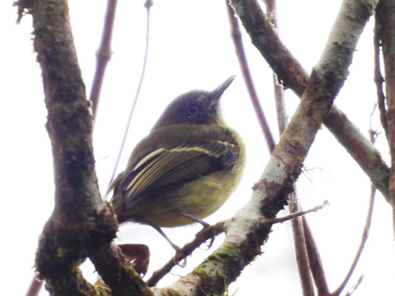 White-eyed Tody-Tyrant - ML646072435