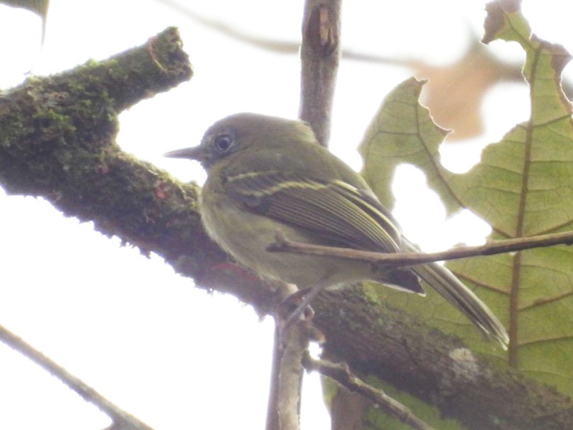 White-eyed Tody-Tyrant - ML646072436
