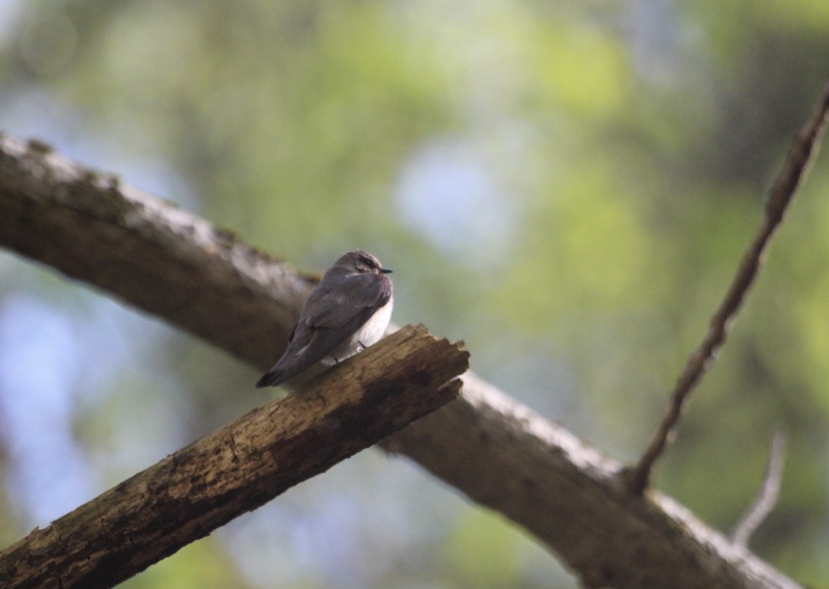 Northern Rough-winged Swallow - ML646072437