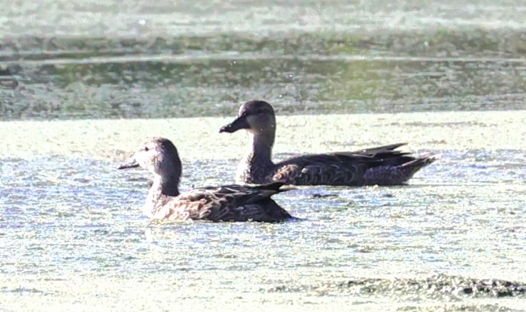 Серая утка - ML646072439