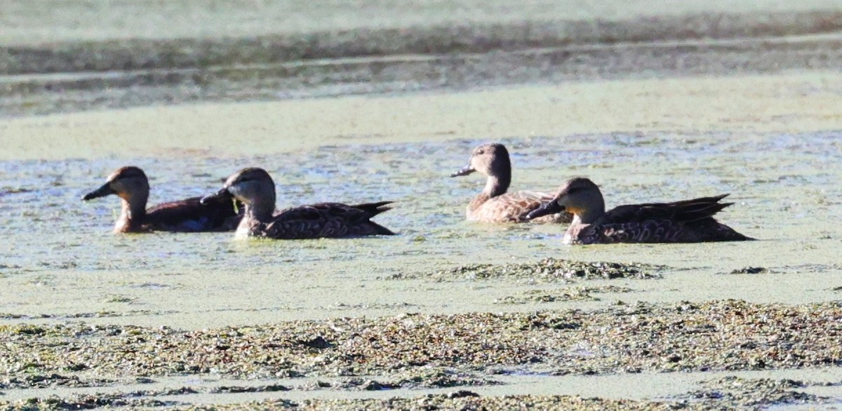 Серая утка - ML646072440