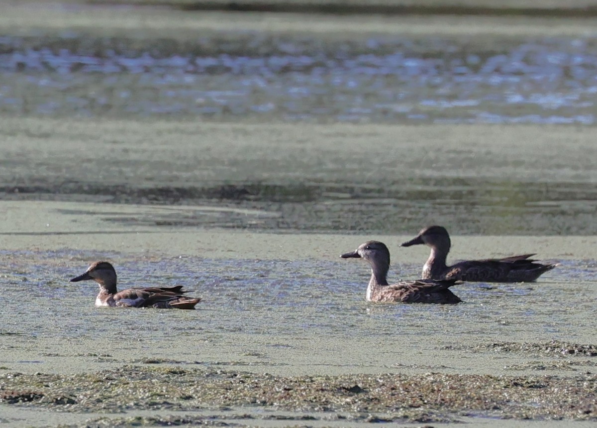 Серая утка - ML646072441