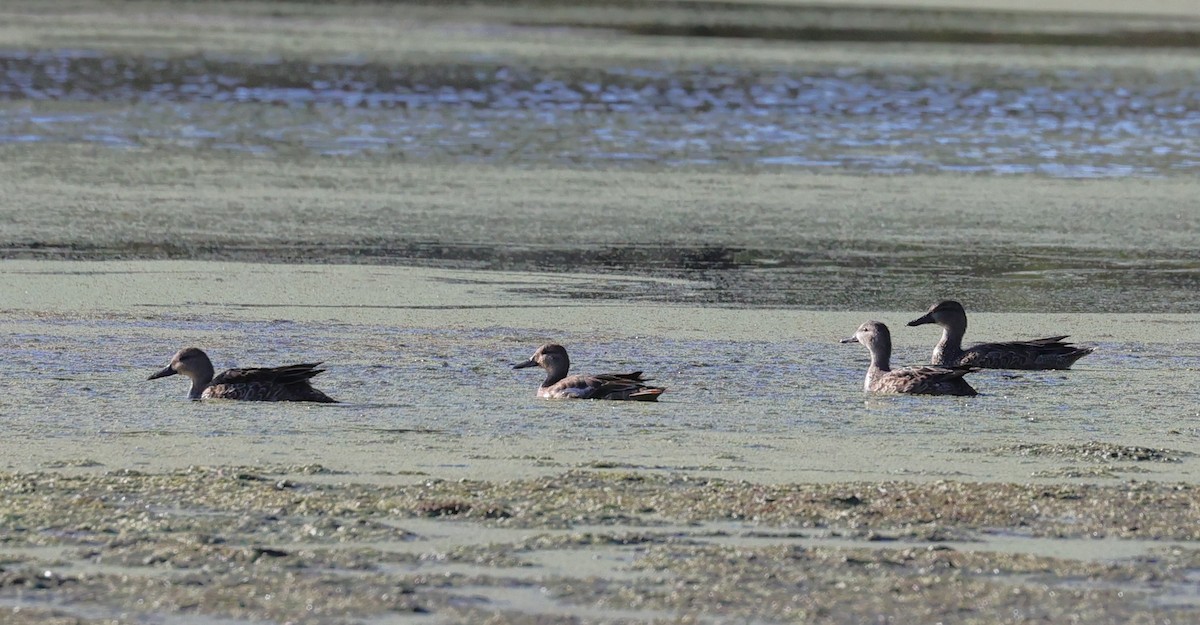 Серая утка - ML646072442