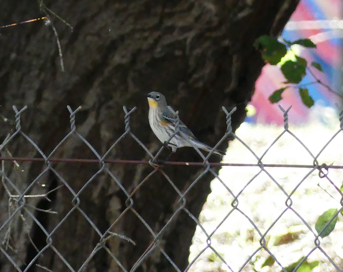 Yellow-rumped Warbler (Audubon's) - ML646072448