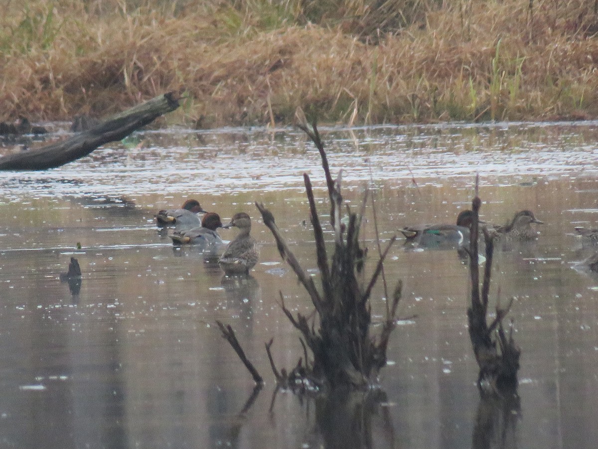 Green-winged Teal - ML646072450