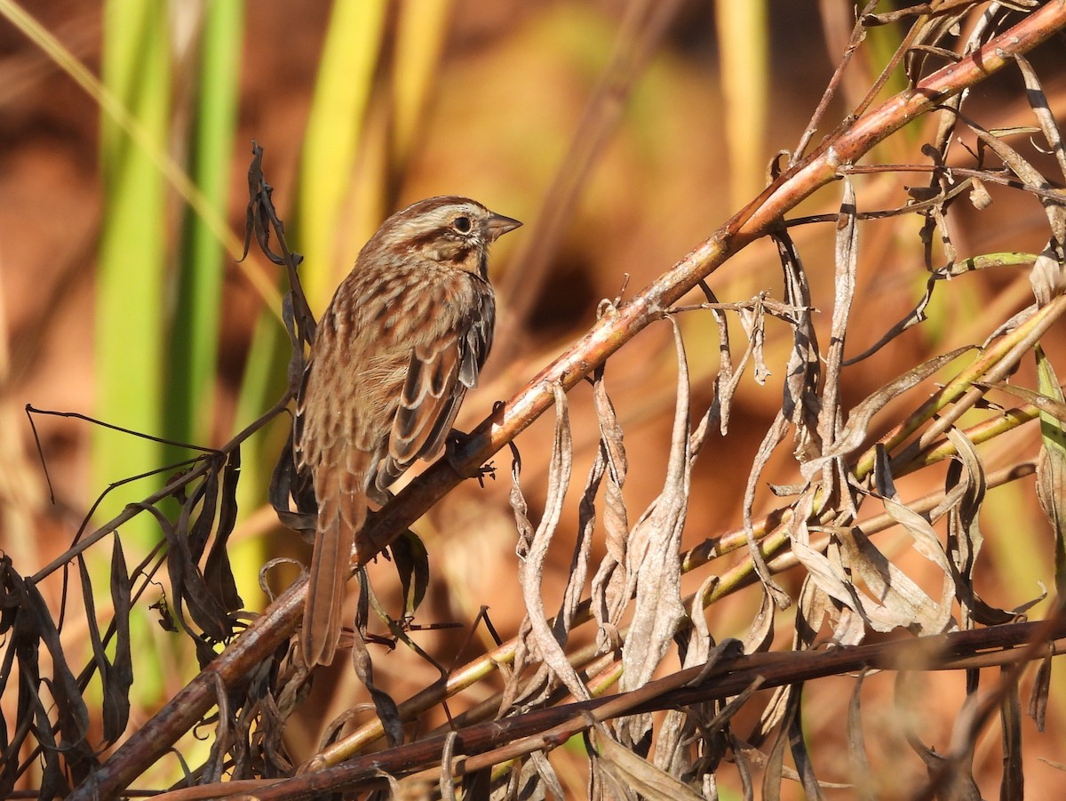 Song Sparrow - ML646072451