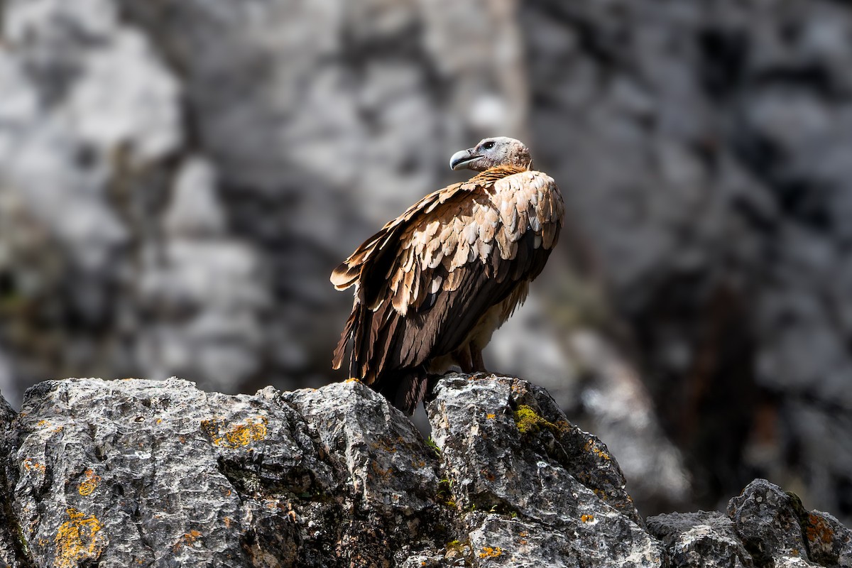 נשר הימלאיה - ML646072454