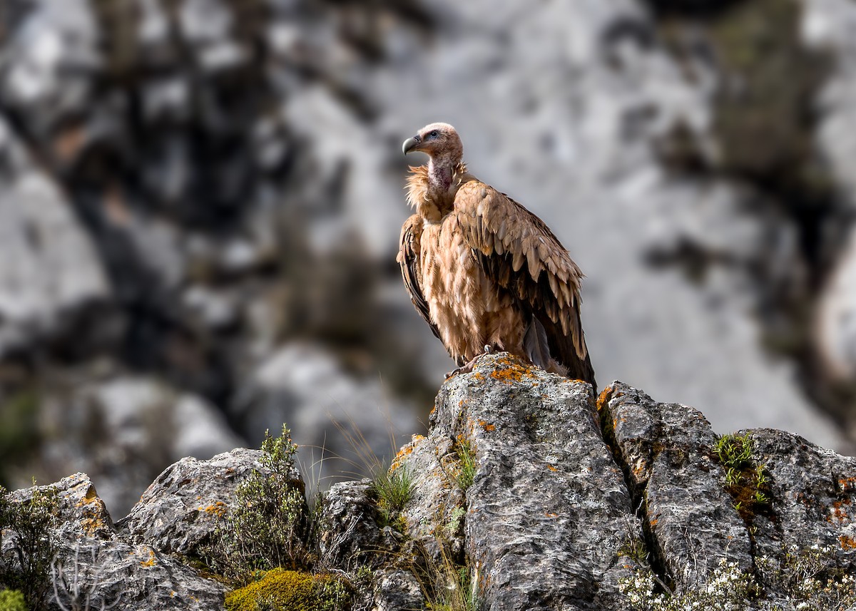 נשר הימלאיה - ML646072455