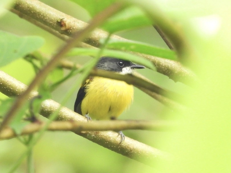 Golden-winged Tody-Flycatcher - ML646072457