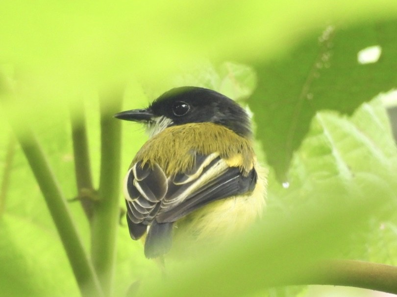 Golden-winged Tody-Flycatcher - ML646072458