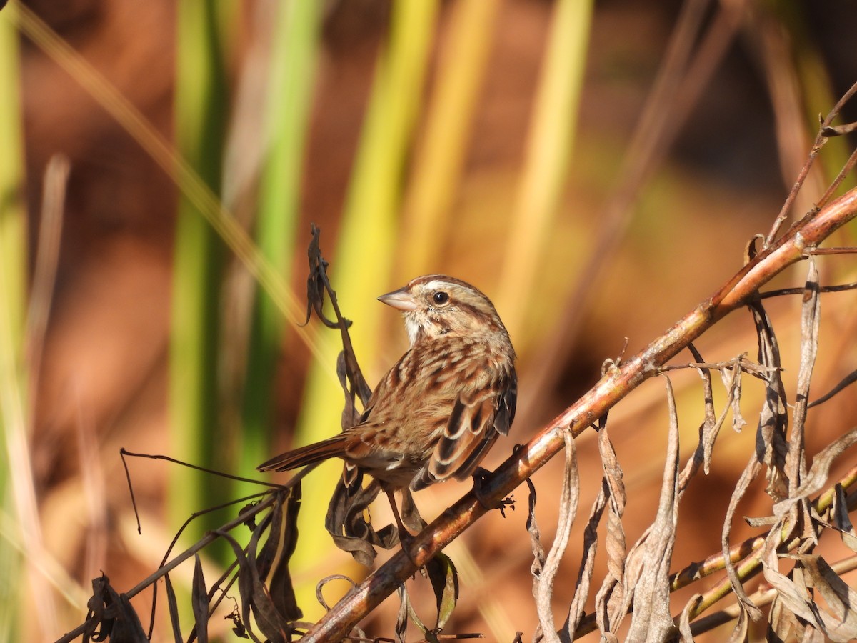 Song Sparrow - ML646072460