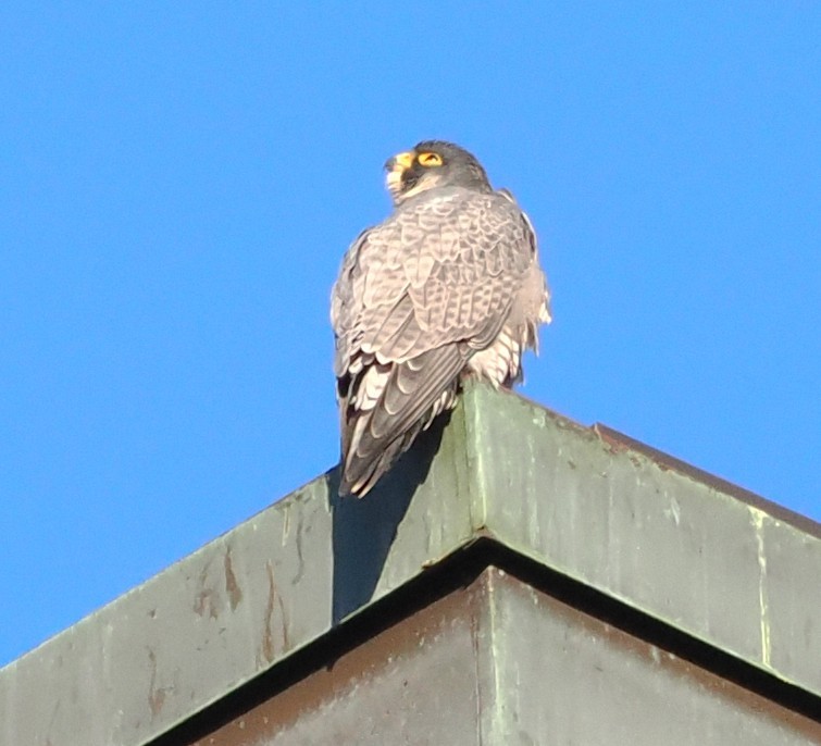 Эгэл шонхор - ML646072461