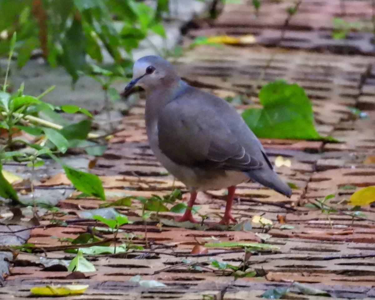 シロハラシャコバト - ML646072463