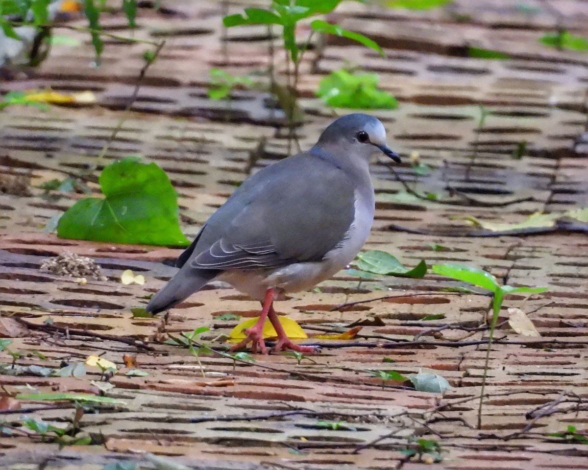 シロハラシャコバト - ML646072464