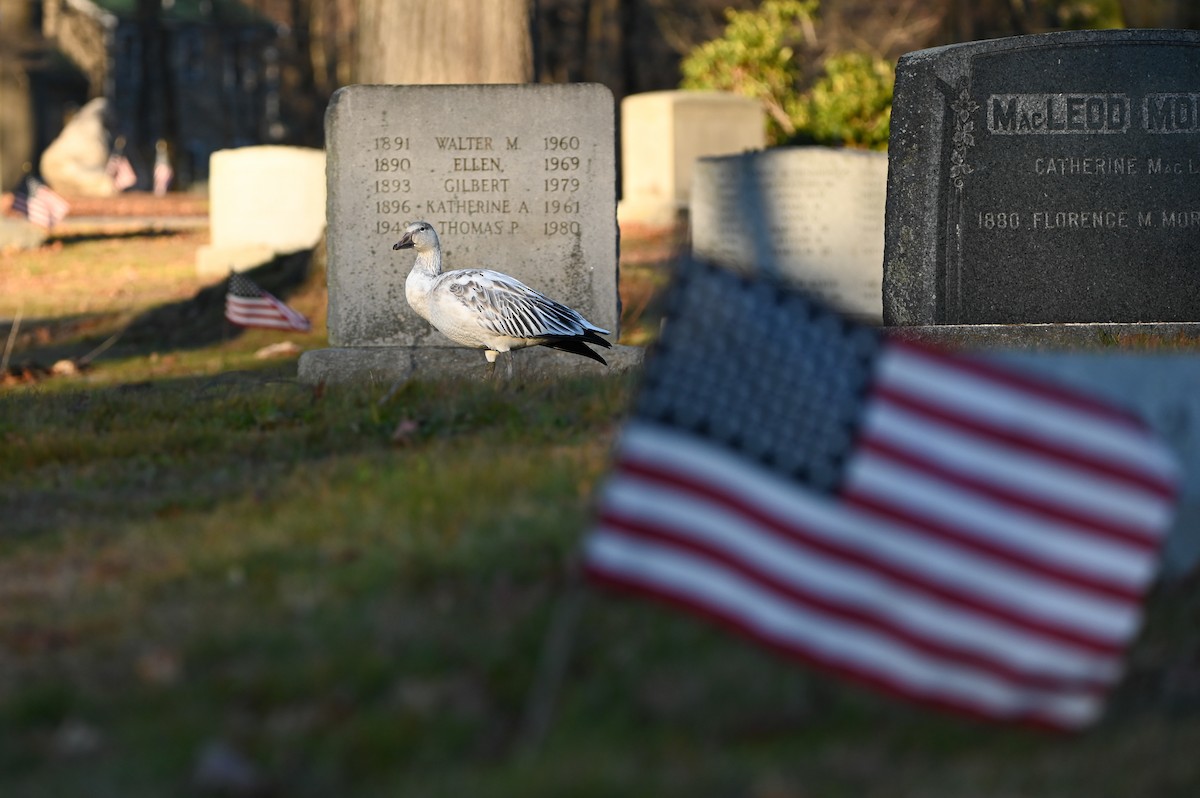 Snow Goose - ML646072481
