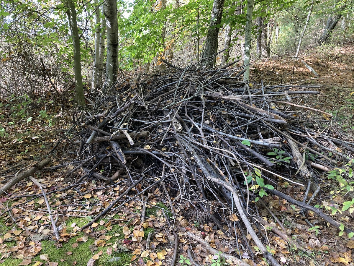 Animals - ML646072482