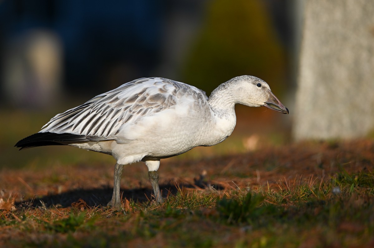 Snow Goose - ML646072483