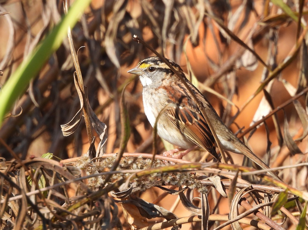 White-throated Sparrow - ML646072491