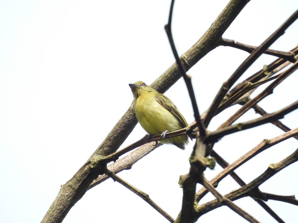 Olive-faced Flatbill - ML646072492