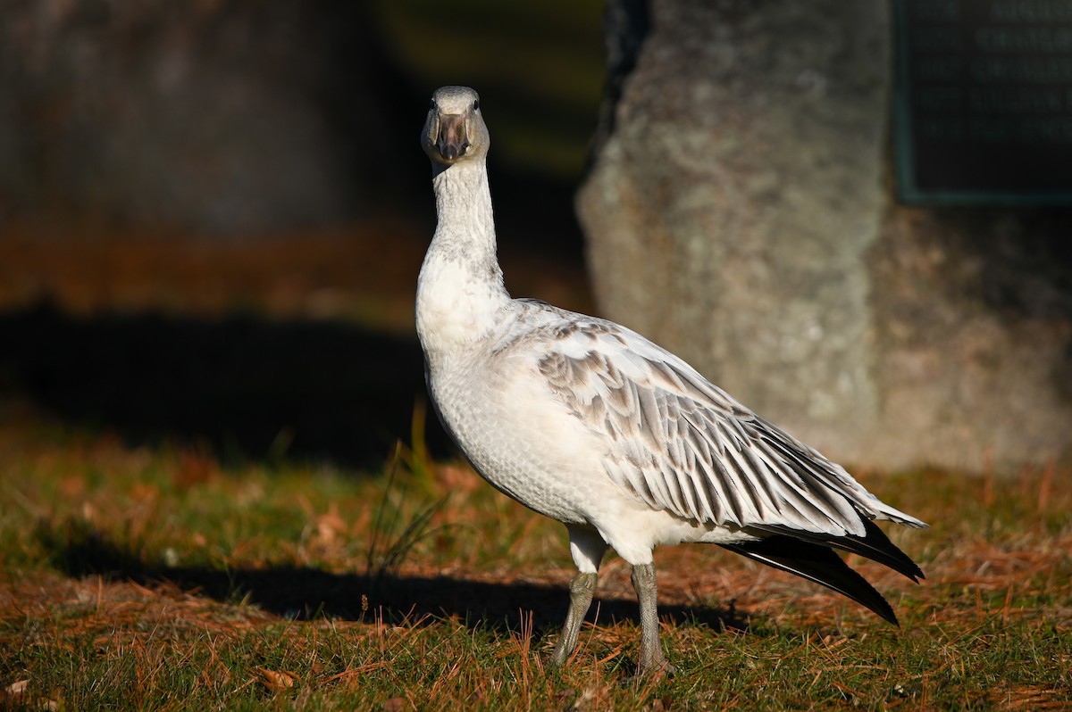 Snow Goose - ML646072494