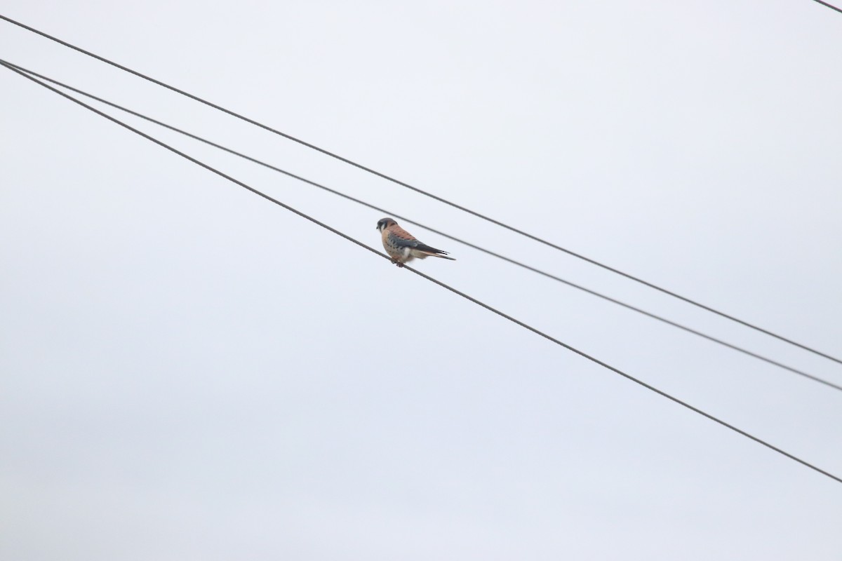American Kestrel - ML646072496