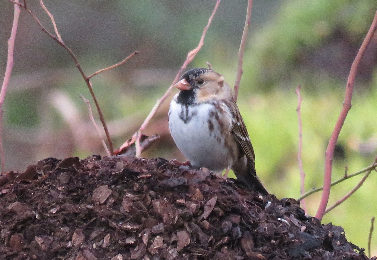 Harris's Sparrow - ML646072497