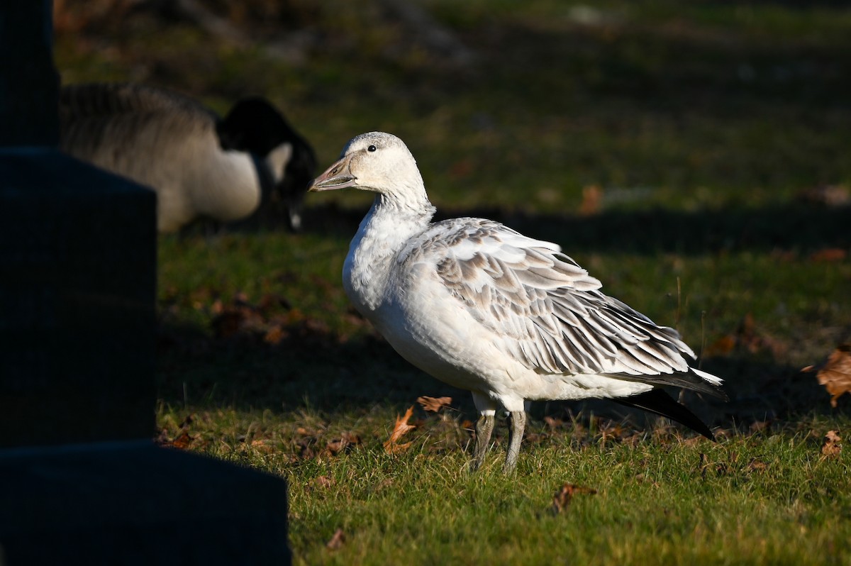 Snow Goose - ML646072502