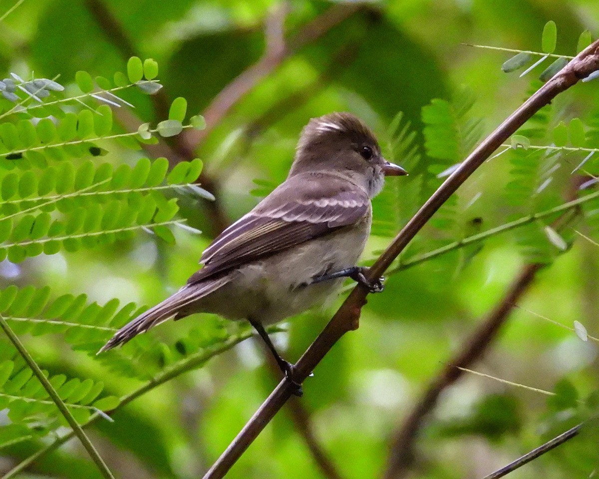 Caribbean Elaenia - ML646072503