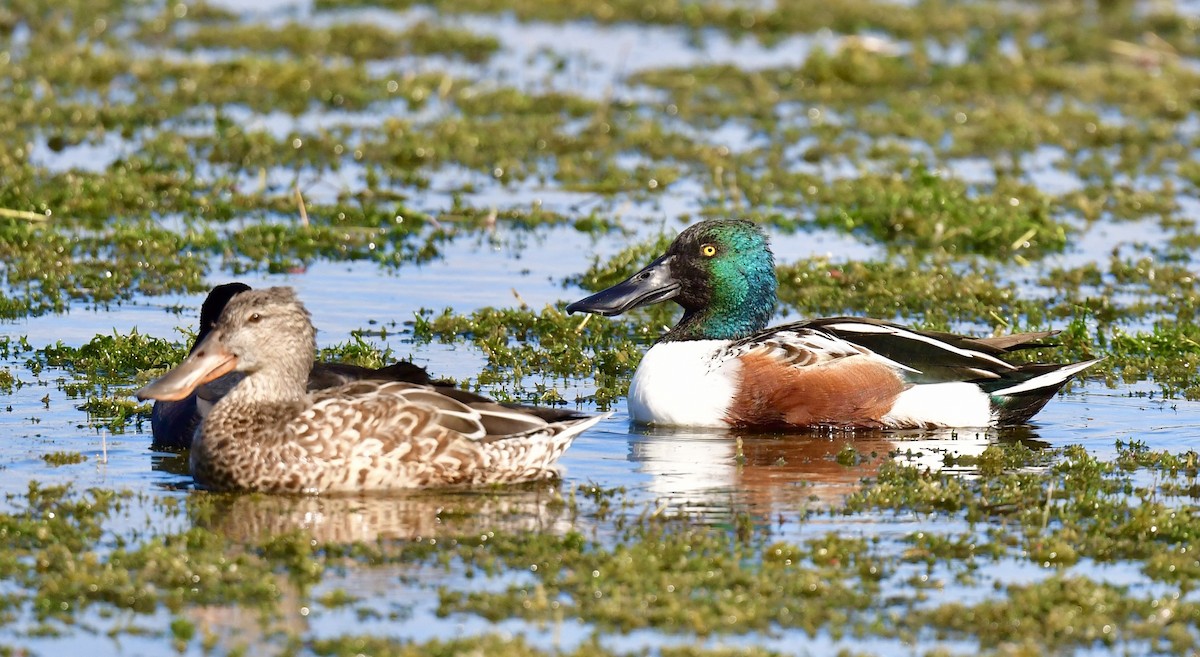 Northern Shoveler - ML646072504