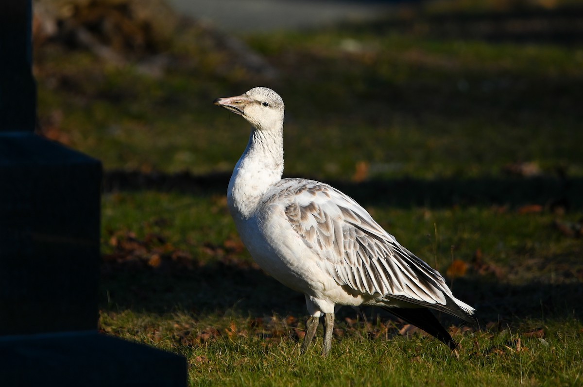 Snow Goose - ML646072506