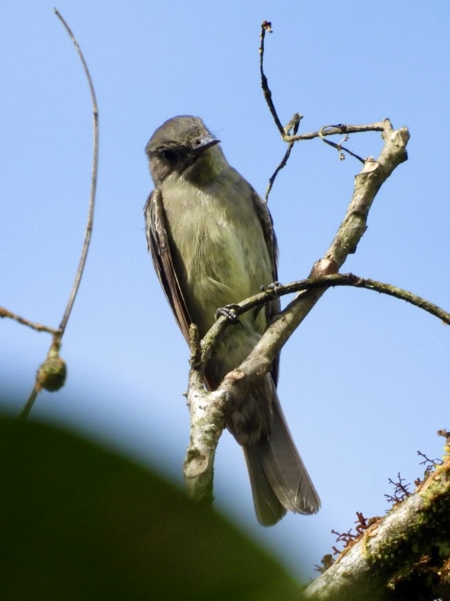 Olive-sided Flycatcher - ML646072513