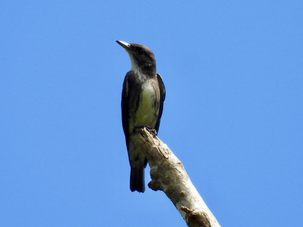 Olive-sided Flycatcher - ML646072514