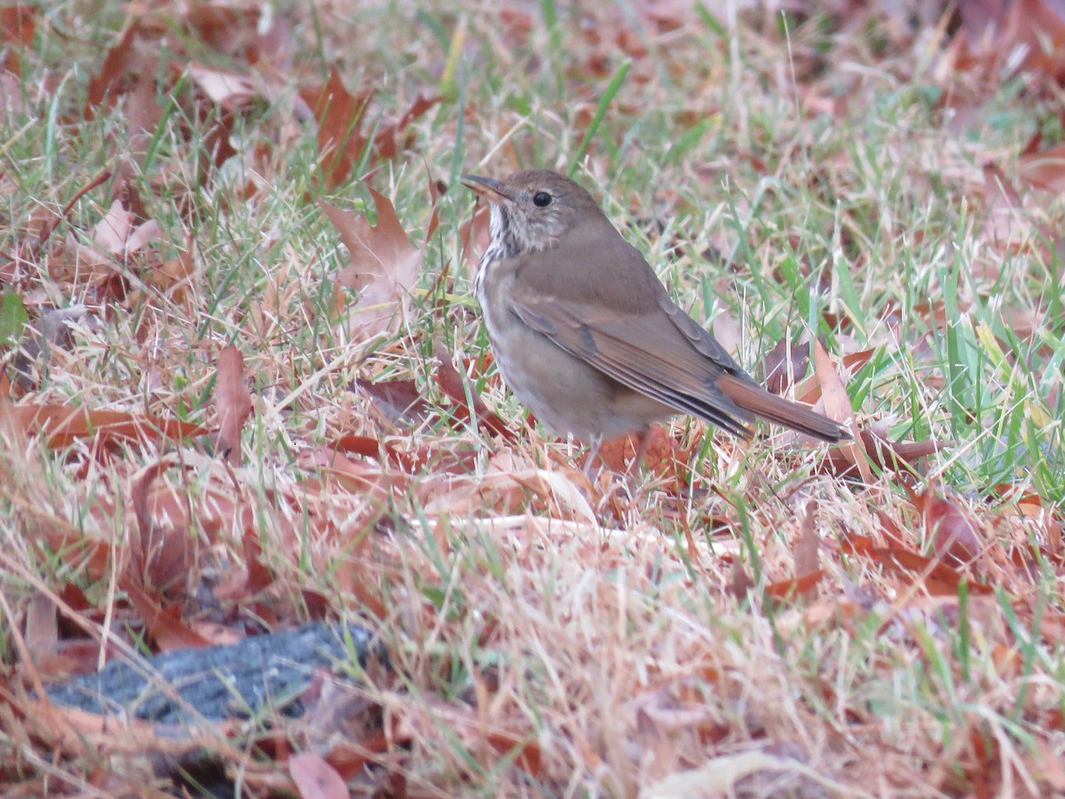 Hermit Thrush - ML646072516