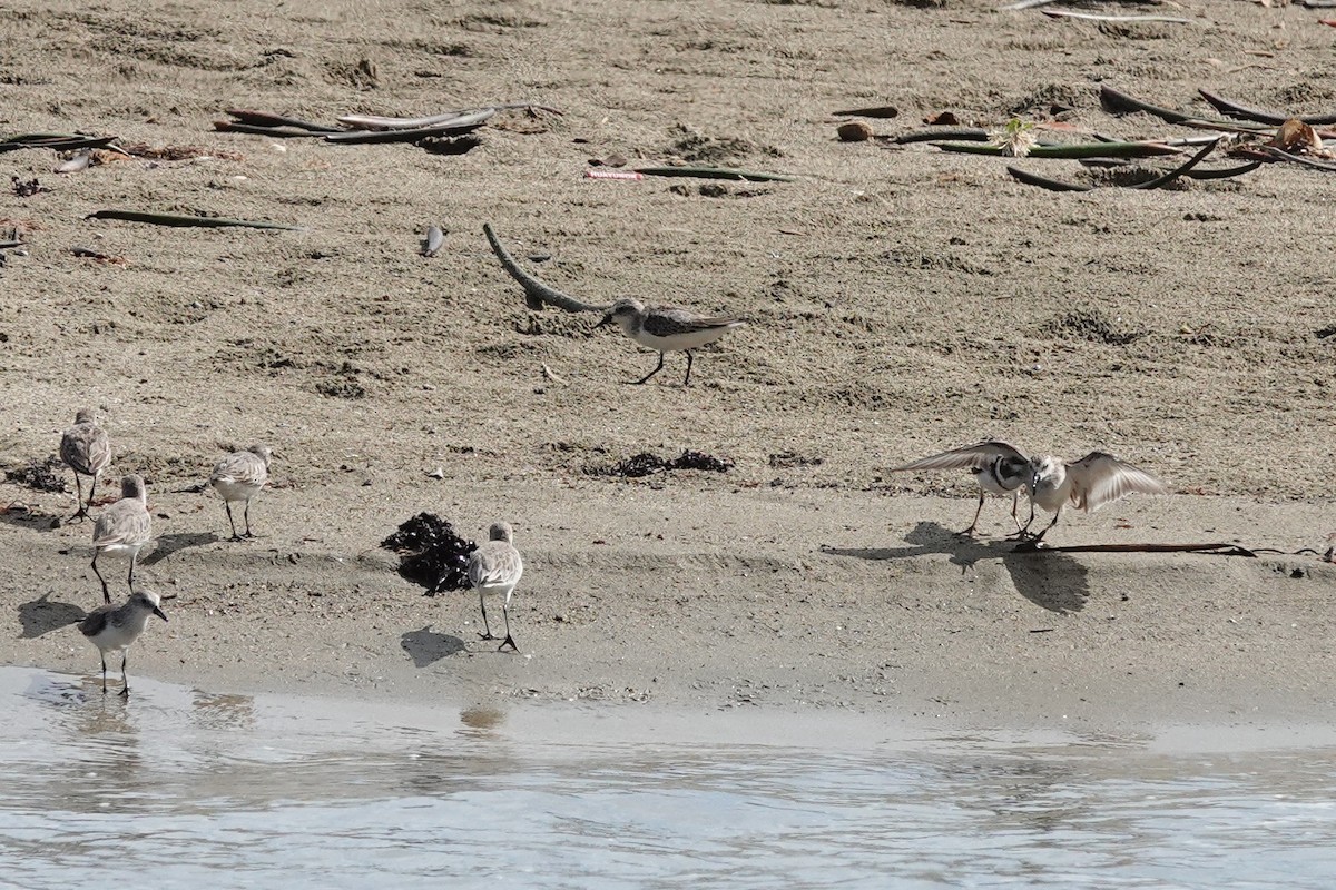 Semipalmated Plover - ML646072517