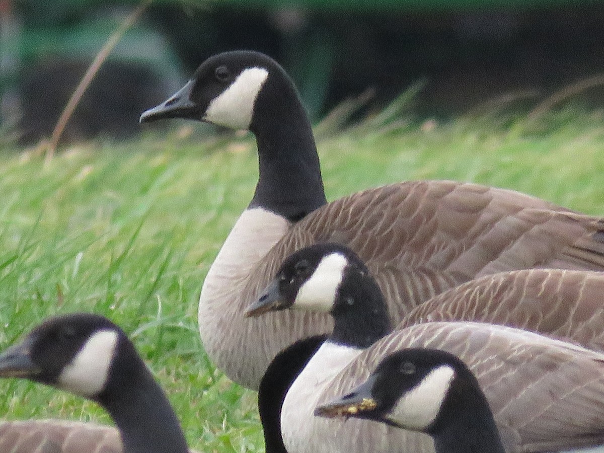 Cackling/Canada Goose - ML646072521