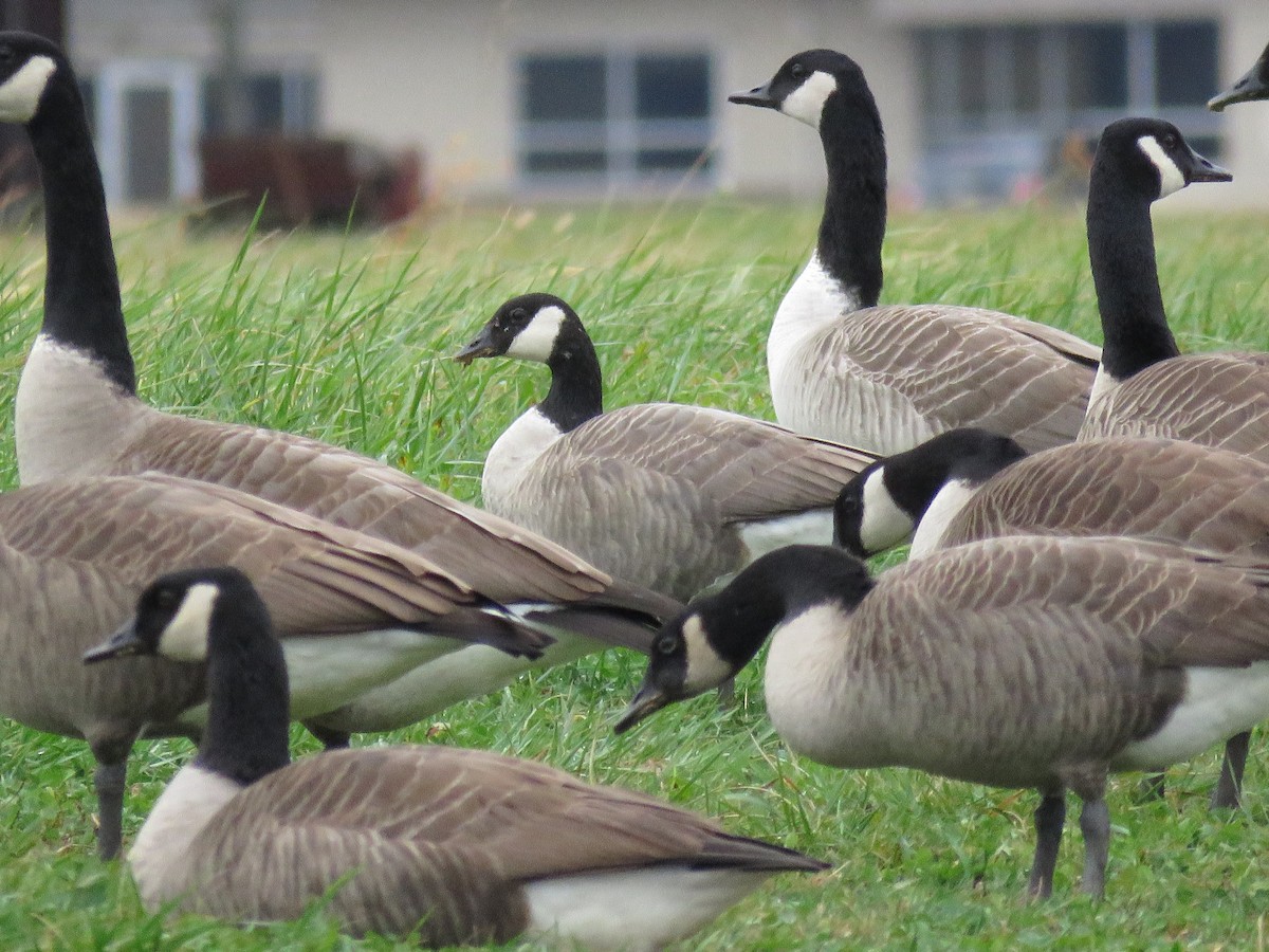 Cackling/Canada Goose - ML646072522