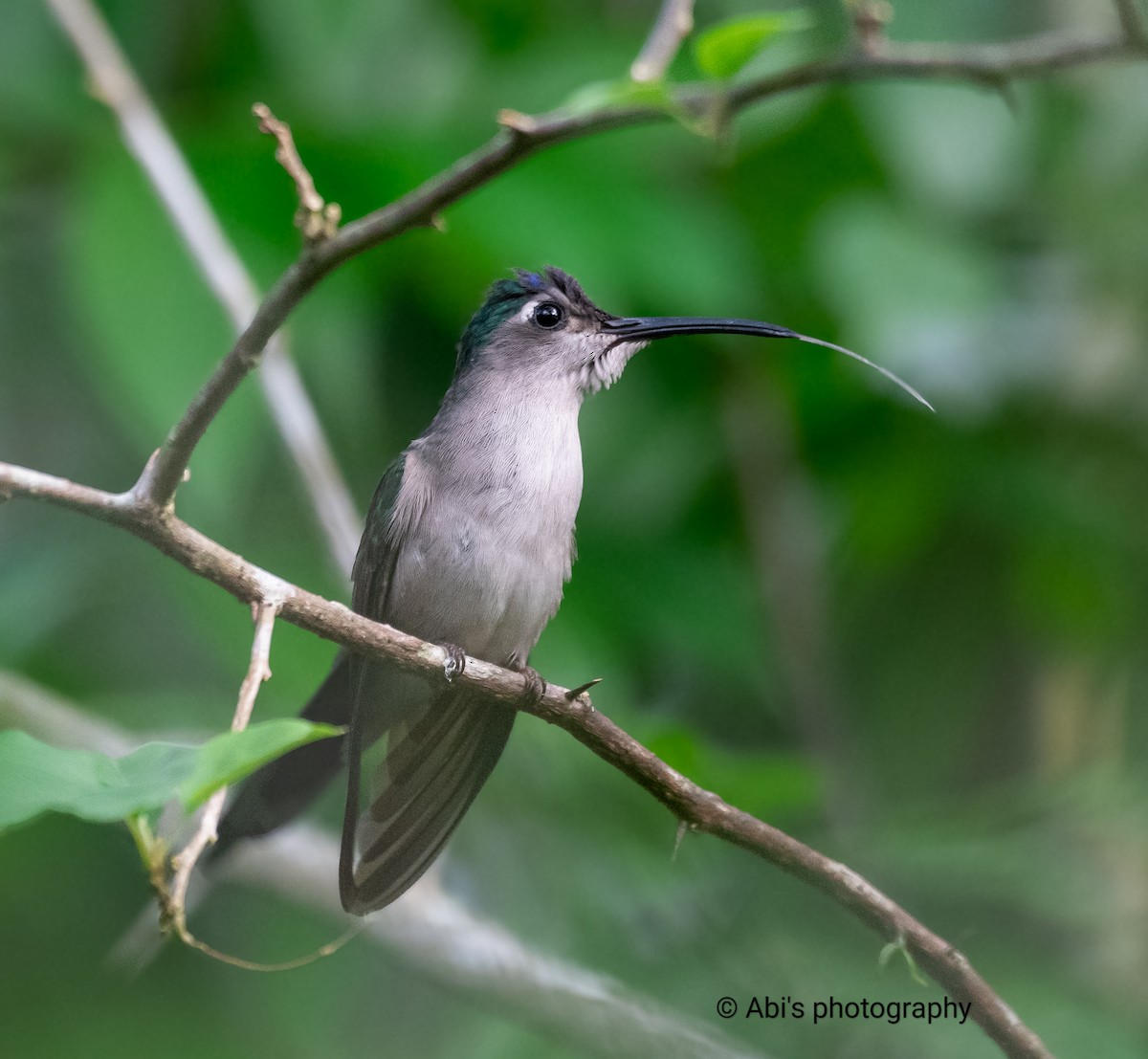 Wedge-tailed Sabrewing - ML646072523