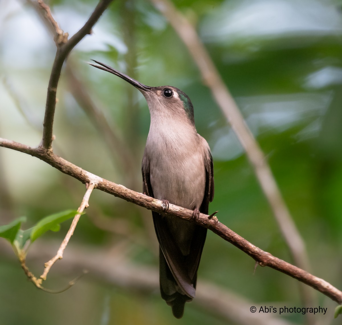 Wedge-tailed Sabrewing - ML646072524