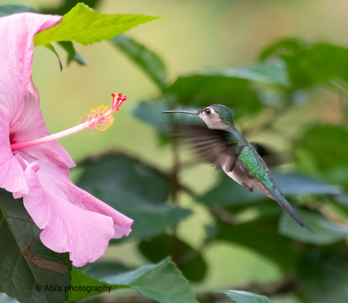 Wedge-tailed Sabrewing - ML646072525