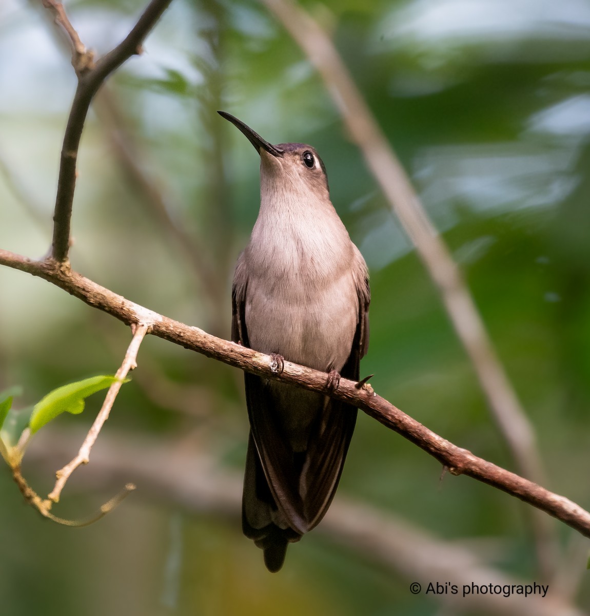 Wedge-tailed Sabrewing - ML646072526