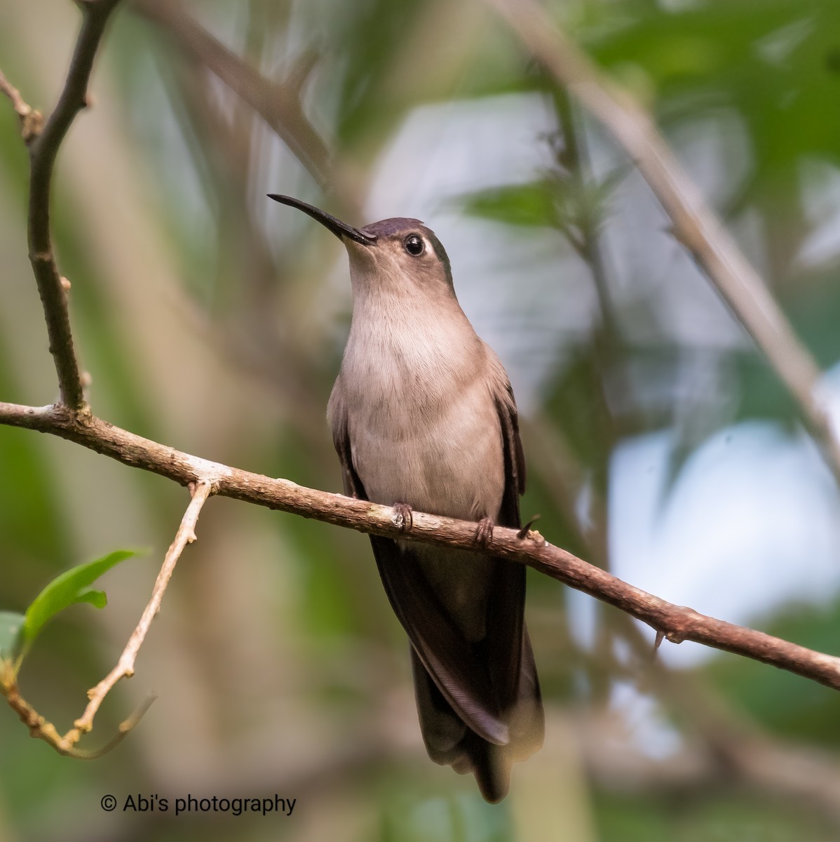 Wedge-tailed Sabrewing - ML646072527