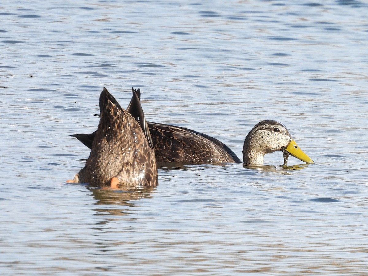 American Black Duck - ML646072530