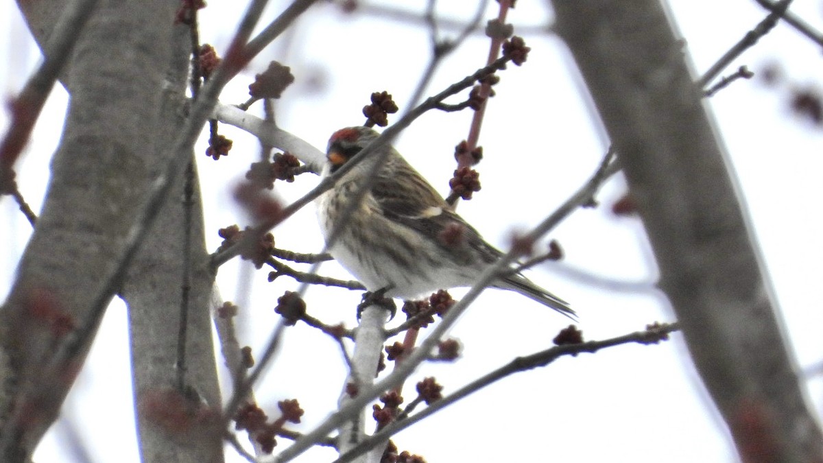 Redpoll - ML646072532