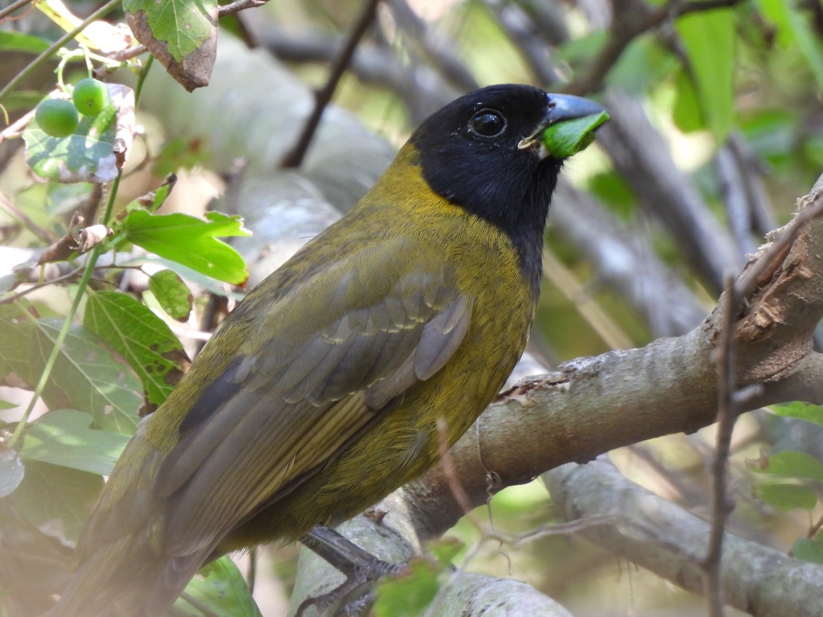 Crimson-collared Grosbeak - ML646072535