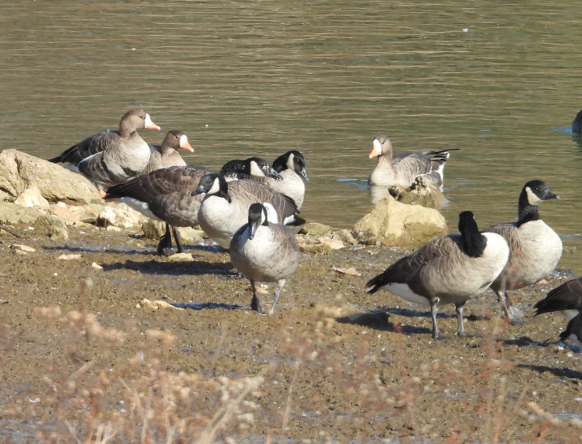 Greater White-fronted Goose - ML646072539
