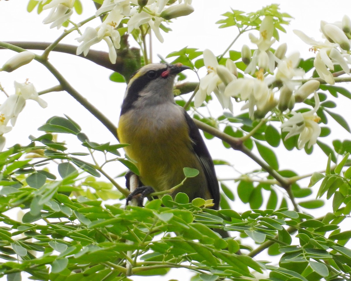 Bananaquit - ML646072541
