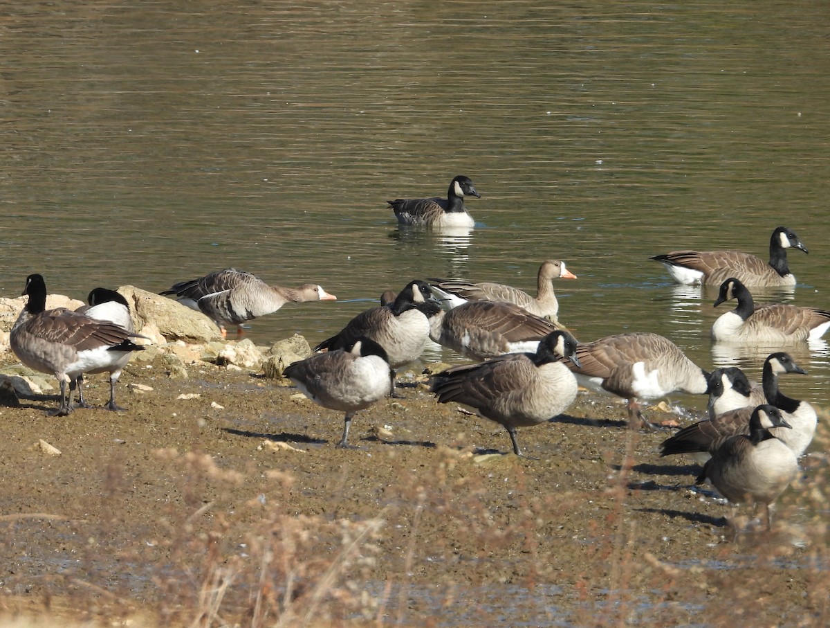 Greater White-fronted Goose - ML646072545
