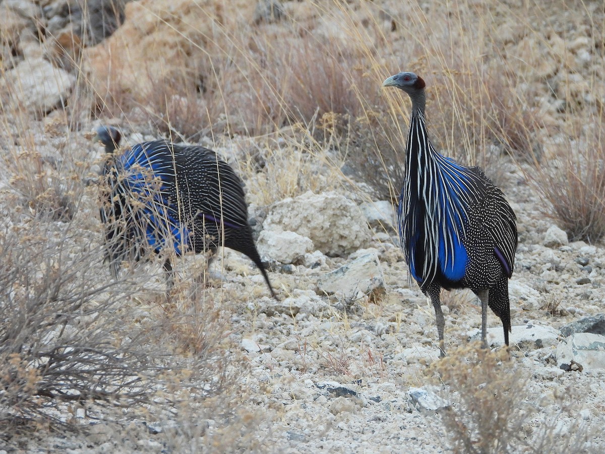 Vulturine Guineafowl - ML646072550